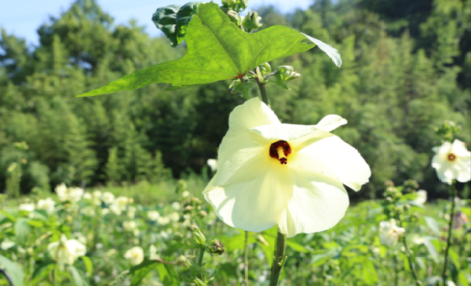 캡처 산청222222222222.PNG