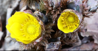 캡처 복수초1.PNG