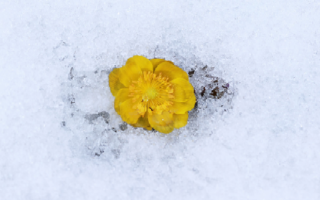 캡처 복수초2.PNG