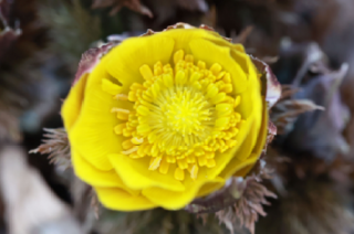 캡처 복수초3.PNG