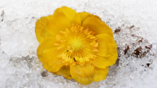 캡처 복수초4.PNG