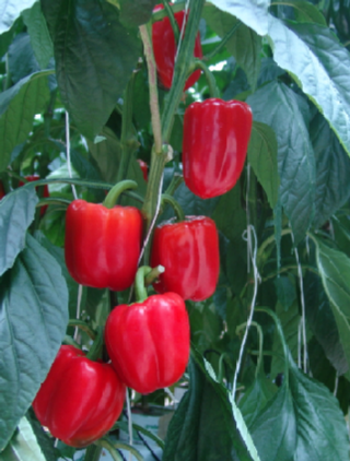 캡처 VMKVMFLZK파프리카.PNG