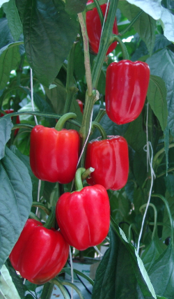 캡처 tncnf수출농산물.PNG