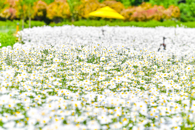 0528함안 악양생태공원 샤스타데이지와 금계국의 향연…인생 사진 명소로 인기2.jpg