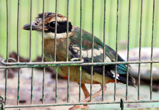 캡처 팔색조.PNG