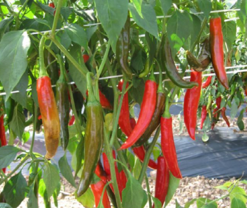 스크린샷 2026-01-06 161456.png