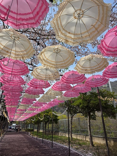 물금벚꽃축제 양산의 하늘아래.jpg